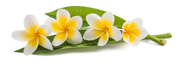Olej monoi – skuteczna pielęgnacja prosto z Tahiti!