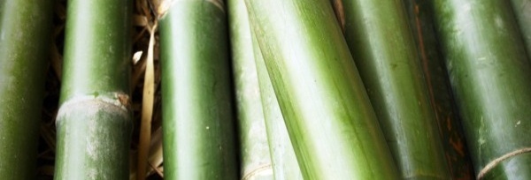 Bambus – poznaj jego niezwykłe zastosowania w kosmetyce