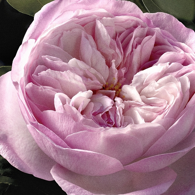 Chloé Rose Naturelle Intense - Woda perfumowana — Zdjęcie N6