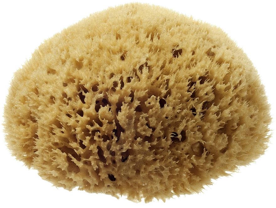 Naturalna gąbka morska Honeycomb Sea Sponge, 11,43 cm - Hydrea London — Zdjęcie N1