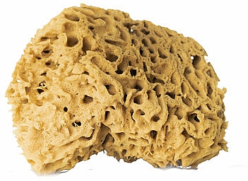 Naturalna gąbka do kąpieli, brązowa, 12,5 cm - Hhuumm 01F Natural Sponge — Zdjęcie N1