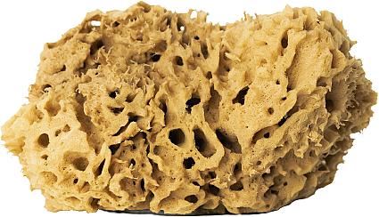Naturalna gąbka do kąpieli, brązowa, 17,5 cm - Hhuumm 02H Natural Sponge — Zdjęcie N1