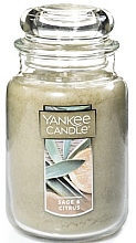 Kup Świeca zapachowa Szałwia i cytrusy - Yankee Candle Sage & Citrus