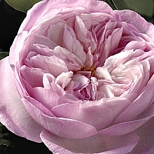 Chloé Rose Naturelle Intense - Woda perfumowana — Zdjęcie N6